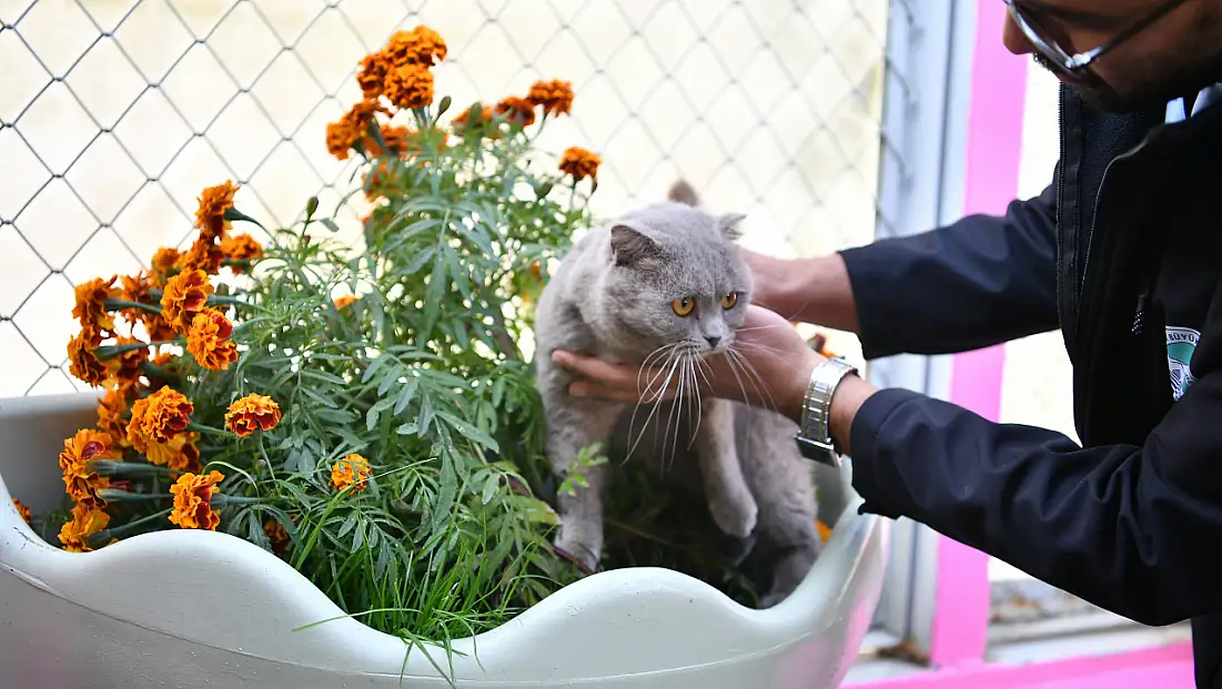 2009 yılında açıldı! Kayseri'de Kedi Bakım Evi örnek oluyor