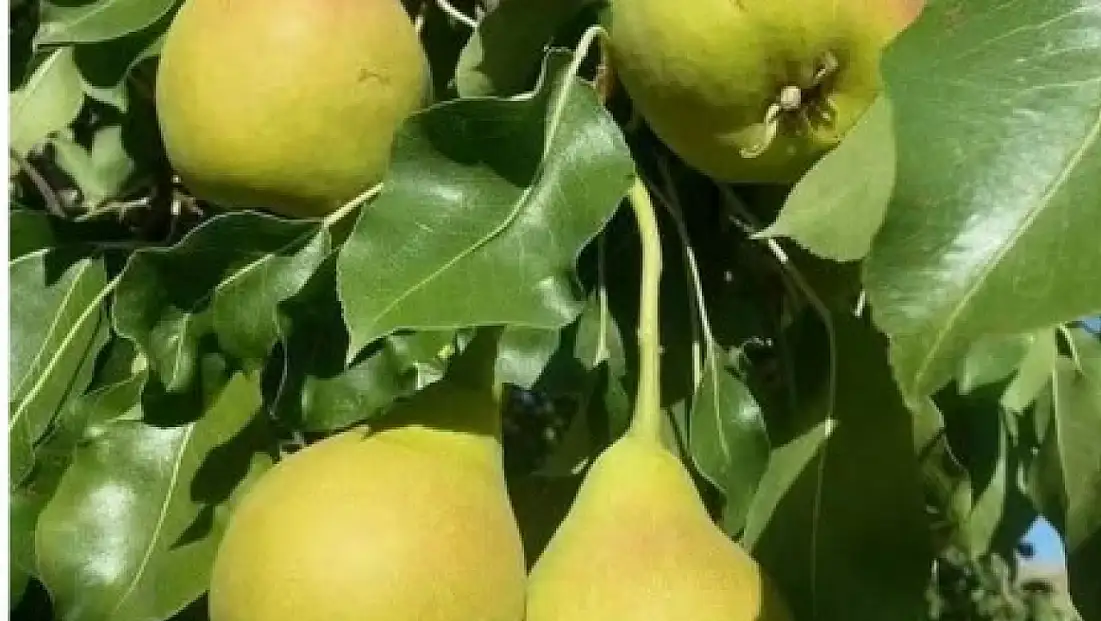 Bir ısıran vazgeçemiyor! Kayseri’nin meşhur armudu yeniden çıktı
