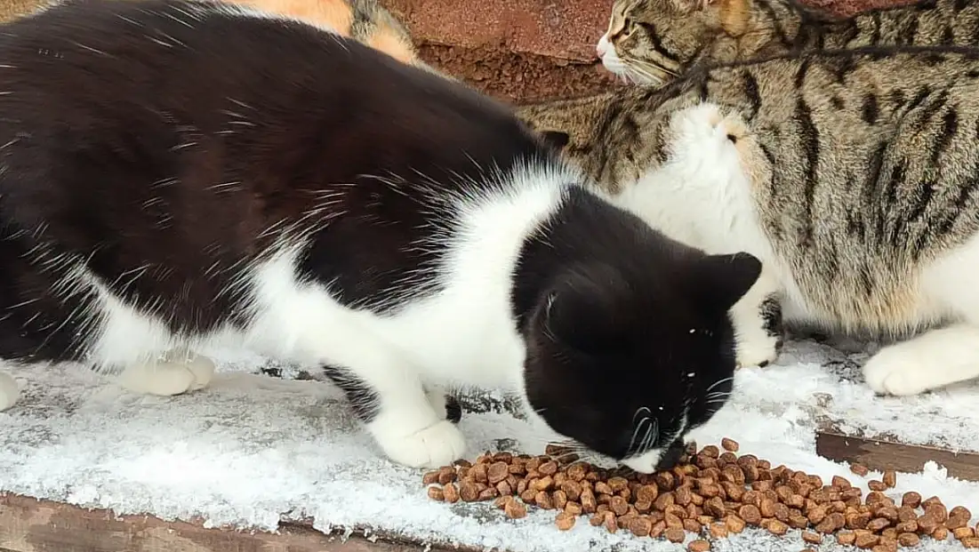 Bünyan'da sokak hayvanları unutulmadı!