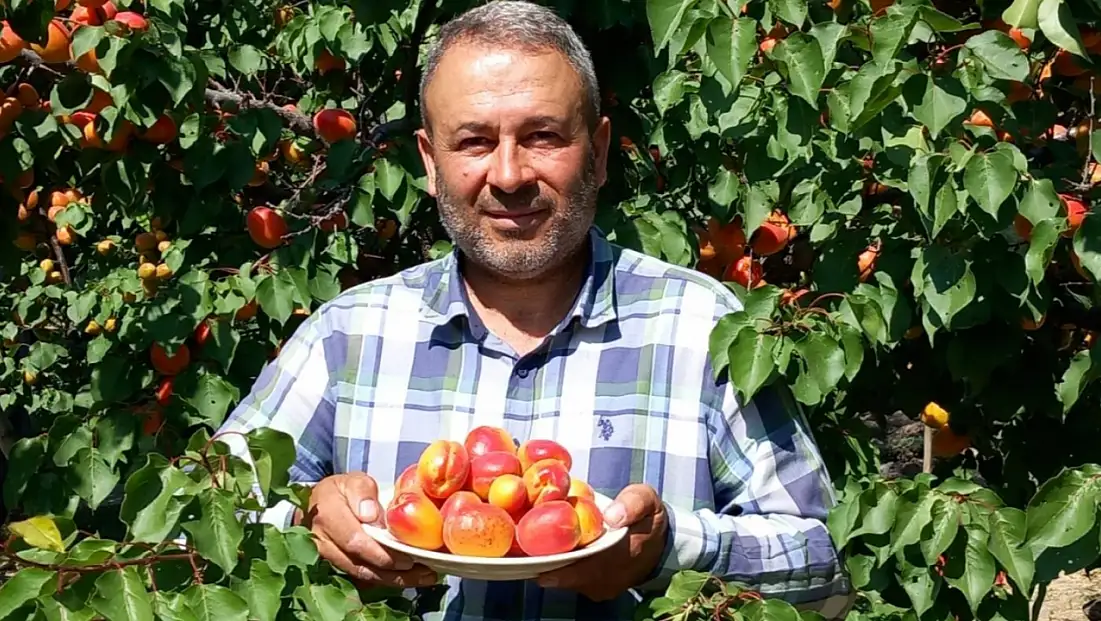 Develi’de kayısı kurutmada yeni dönem!