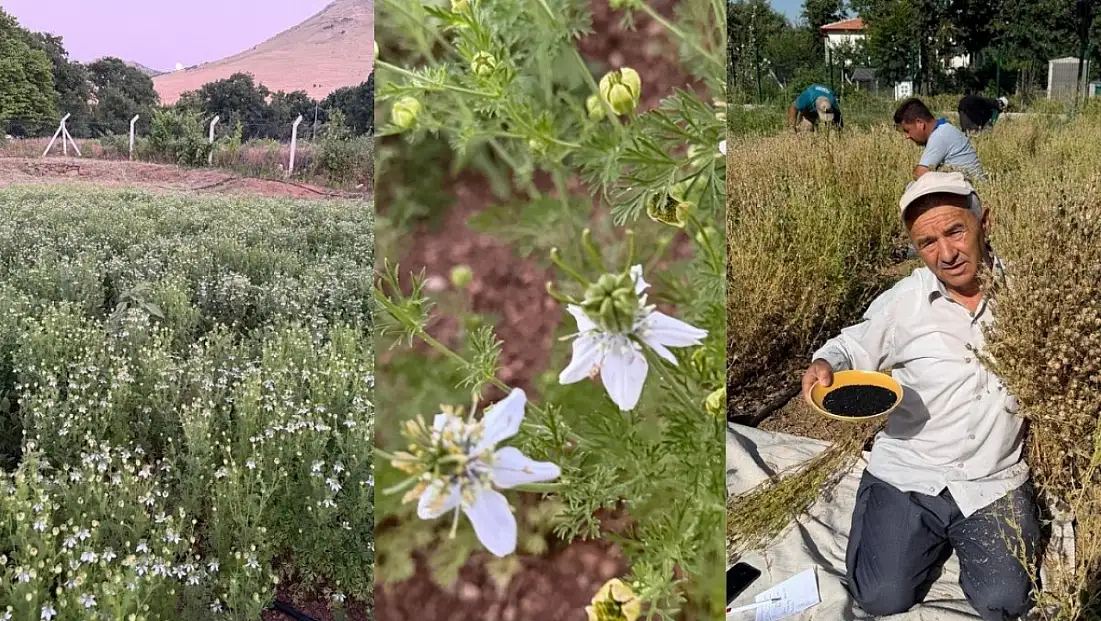 Develi'de şaşırtan hasat: Bir tohumdan 700 tane çıkıyor!