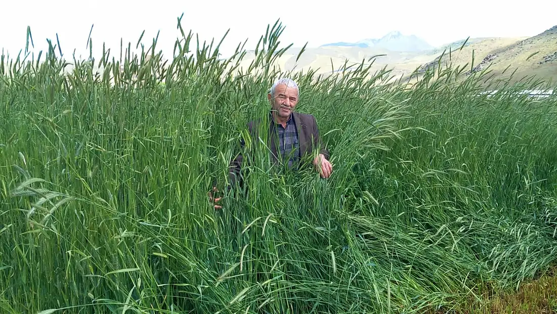 Develi Ovası’nda şaşırtan görüntü! Boyu 2 metreyi buldu