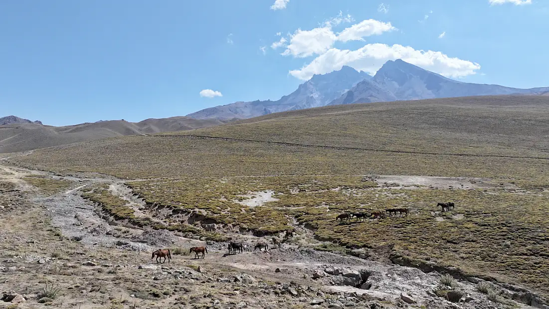 Erciyes’in özgür yılkı atları tehlikede