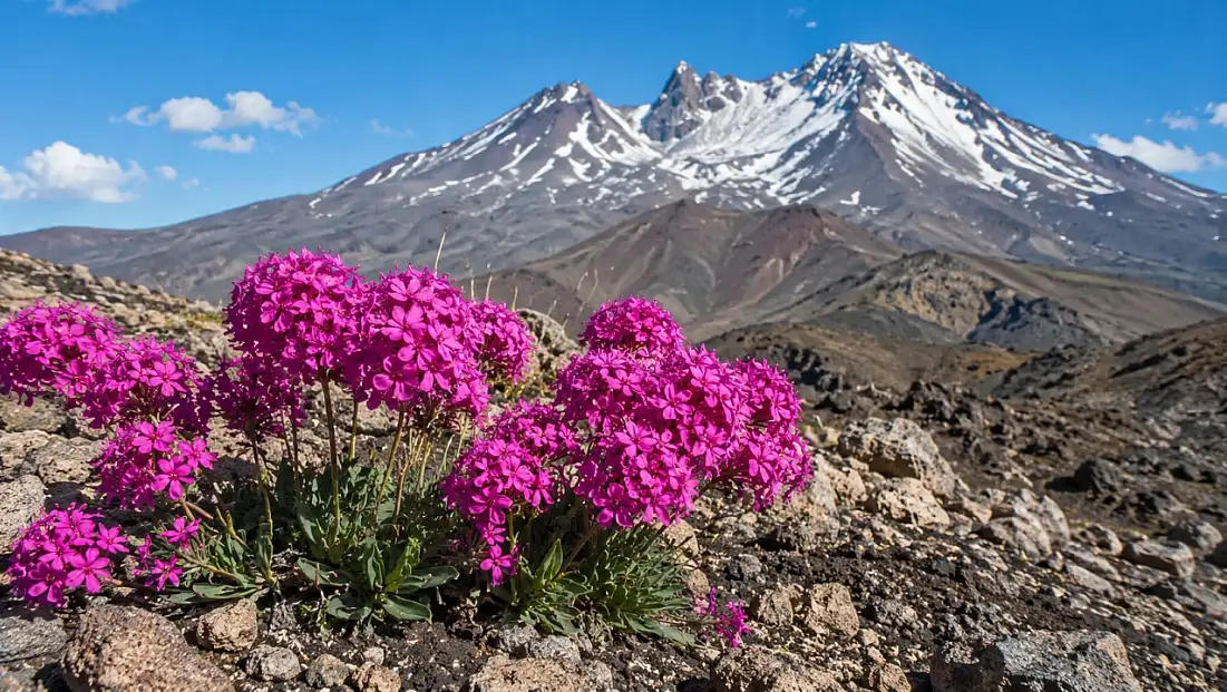 Erciyes’te keşfedilen pembe mucize: Doğayı yeniden canlandırabilir