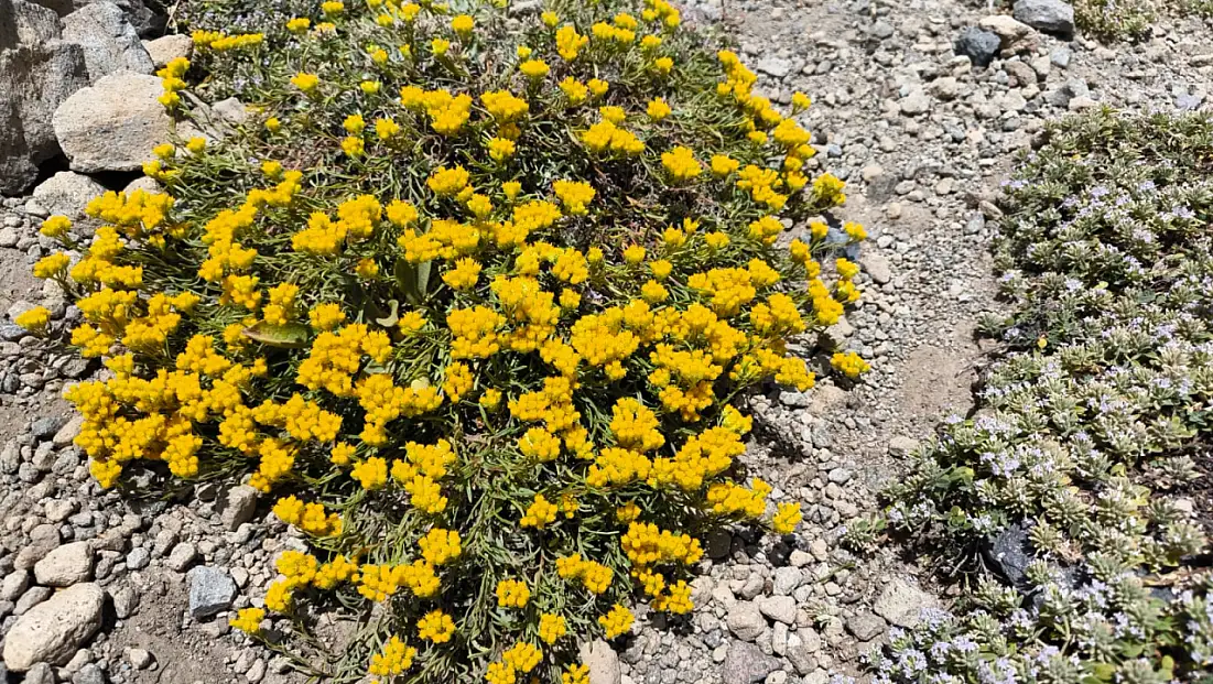 Erciyes’teki doğal oluşum dikkat çekti