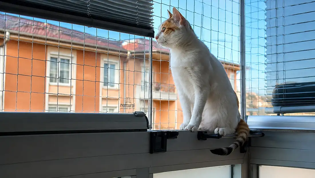 Evcil hayvanları olanlar dikkat!