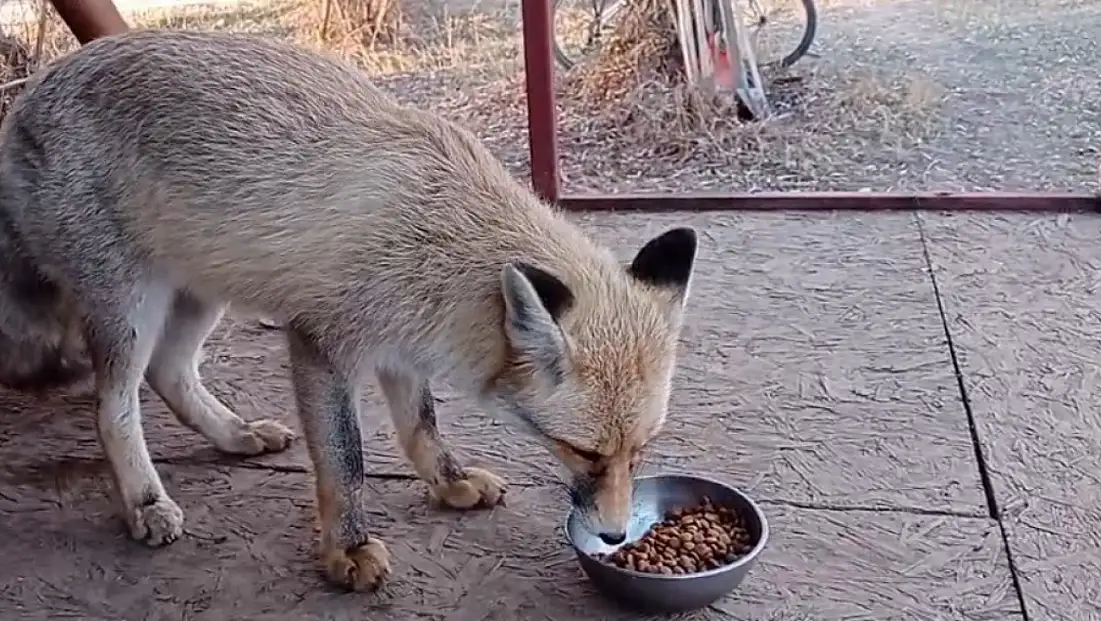 Evlerde kedi köpeğin yerini mi alacak? Kayseri’de yeni dönem