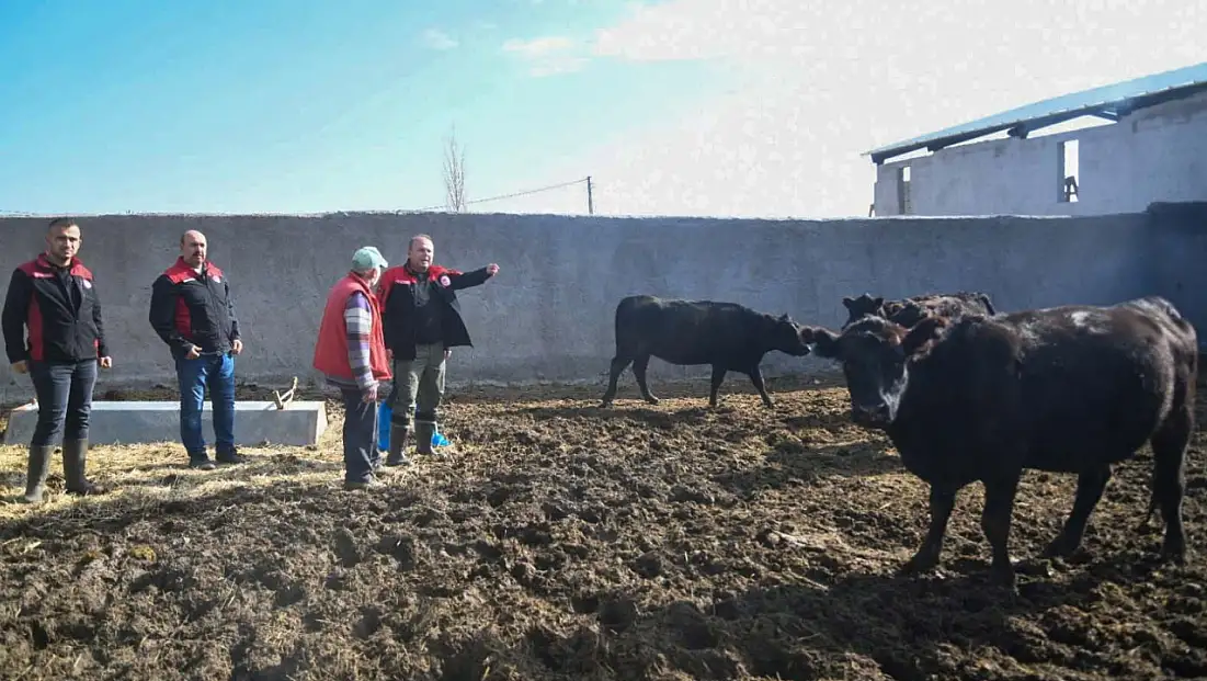 Gebe Düve Desteği Kayseri’de hızlandı