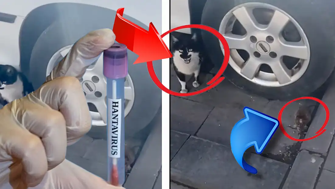 Hantavirüs gündemdeyken, bu görüntü Kayseri’de çekildi! Kedi, fareye neden bir şey yapmıyor?