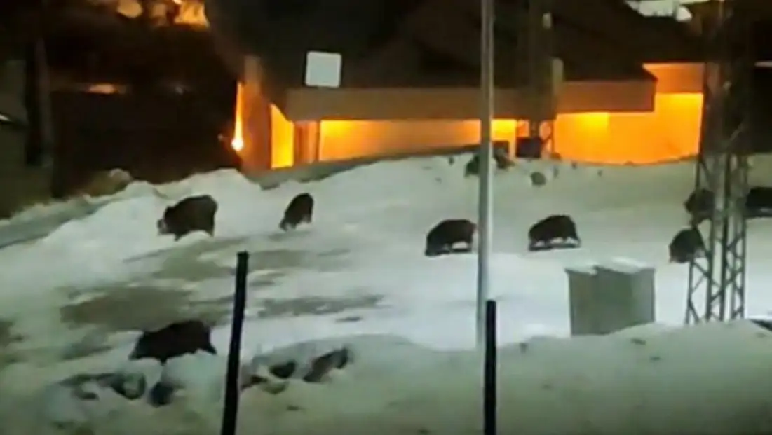 Hacılar’da domuz alarmı