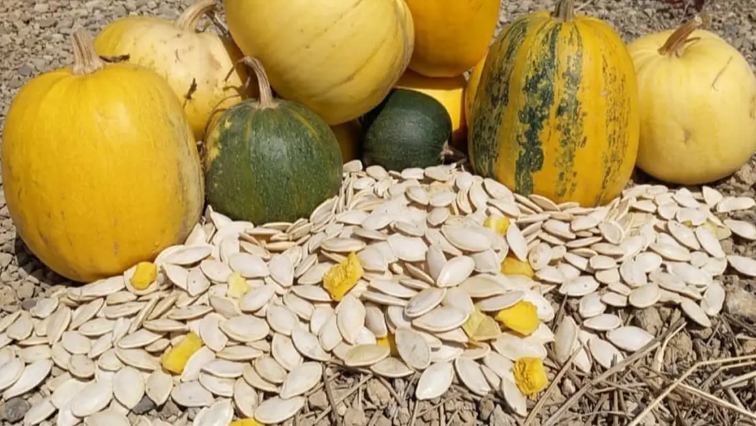 Kayseri’de 13 kilo 100 gramla başladı! 43 yılda 15 bin tonluk ekonomiye dönüştü
