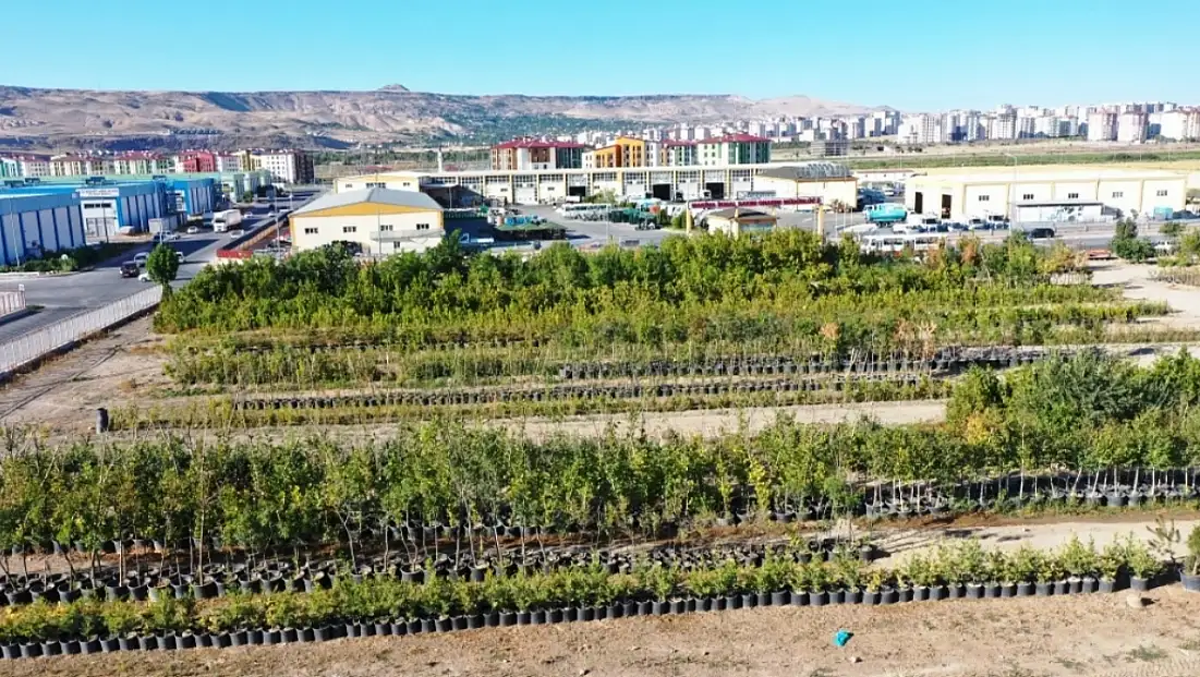 Kayseri’de 525 bin bitki yetiştiriliyor: Ekonomiye de katkı sağlıyor