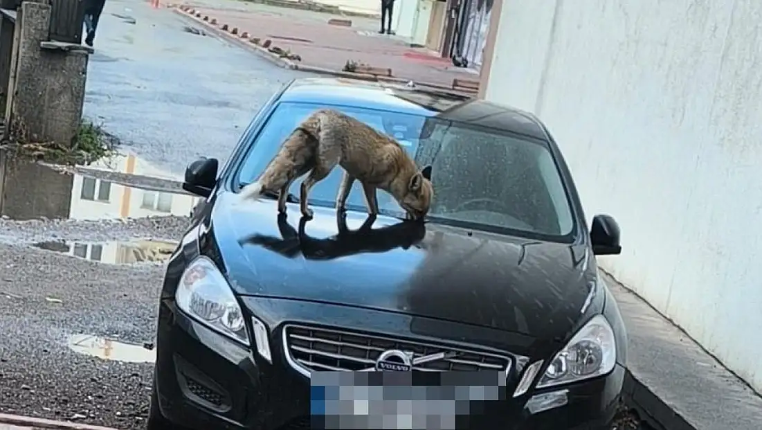 Kayseri'de aç kalan tilki şehir merkezine indi