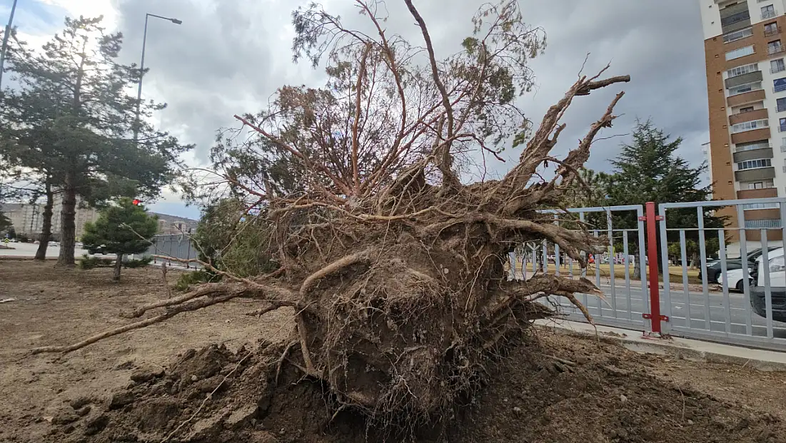 Kayseri'de ağaç kökünden söküldü! Ekipler harekete geçti