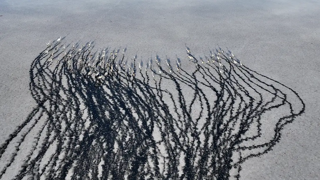 Kayseri’de binlerce göçmen kuş adeta karakalem tablosu oluşturdu