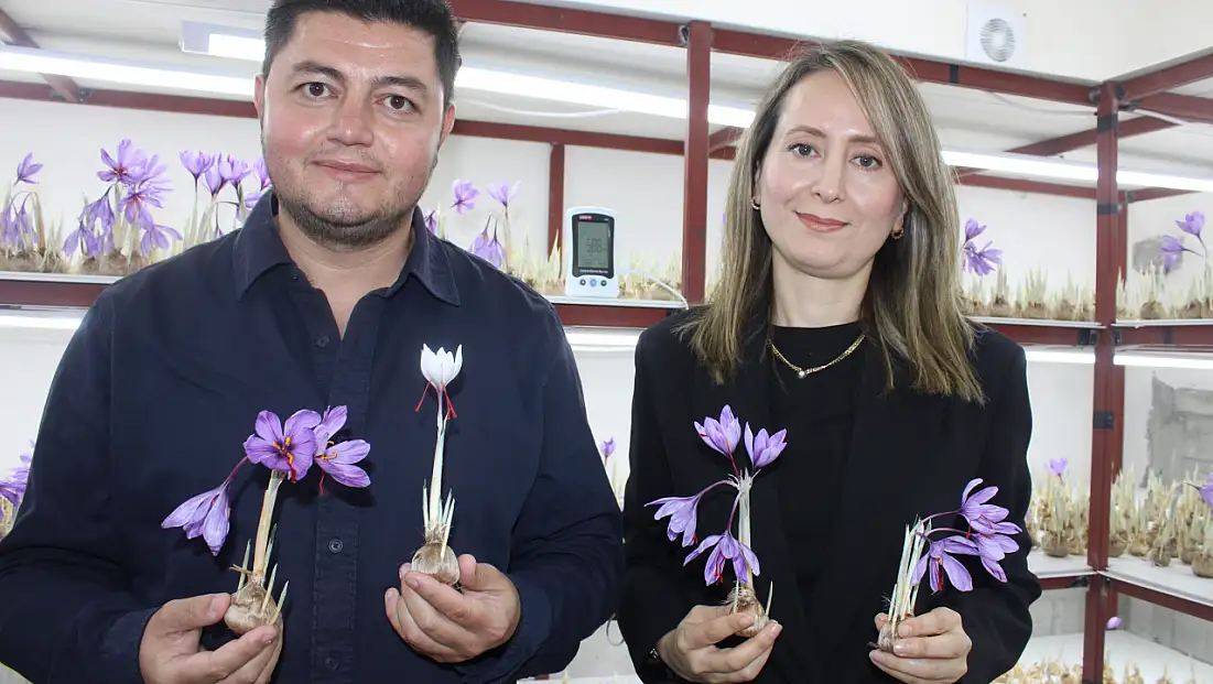 Kayseri'de bir ilki başardı! Dünyanın en pahalı baharatını yetiştirdi