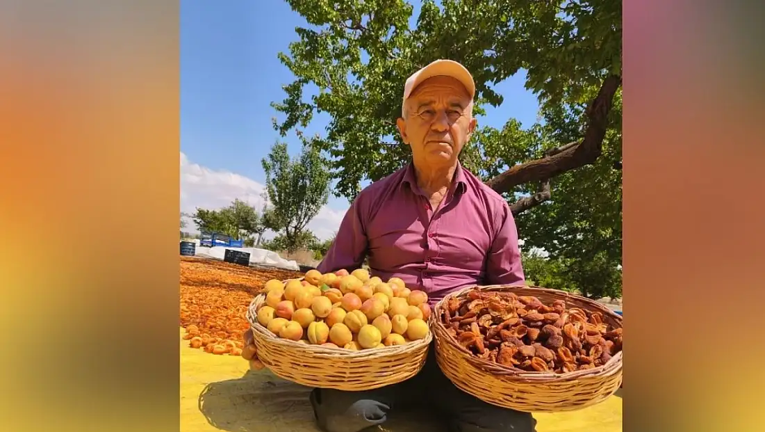 Kayseri’de hasat zamanı başladı! Bahçesi Malatya’yı aratmadı