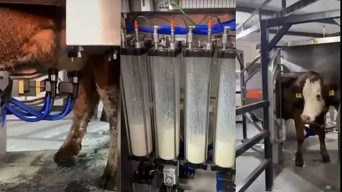 Kayseri'de hayvancılıkta tarihi adım: Yerli robot sahaya indi!