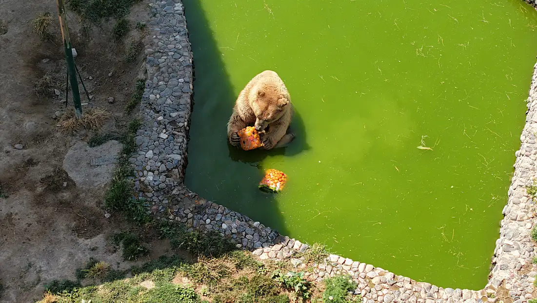 Kayseri’de hayvanlara buzlu yaz ikramı
