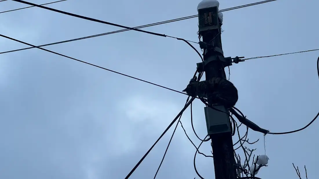 Kayseri’de ihbarın ardından Belediye Başkanı talimat verdi! Kısa sürede kurtarıldı