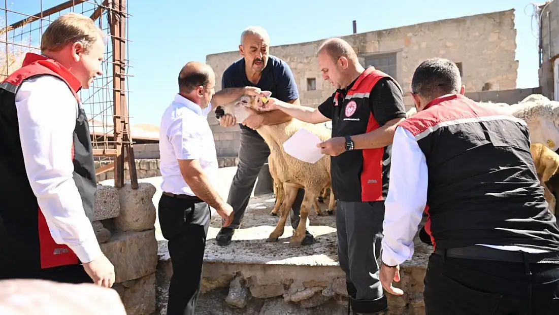 Kayseri’de kadın üreticiye tam destek! Koyunlar teslim edildi