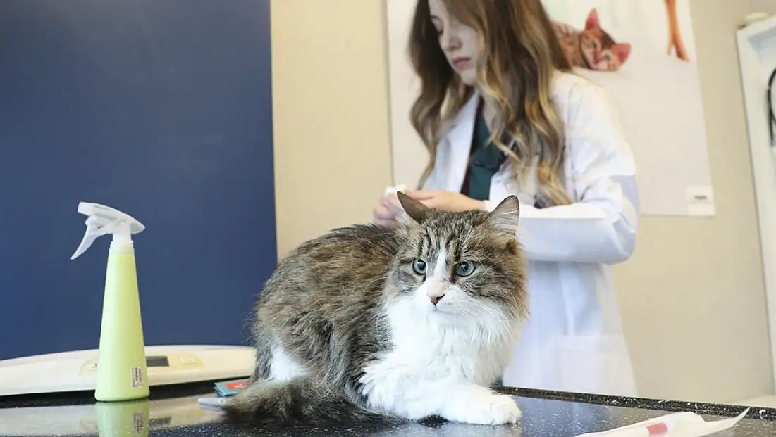 Kayseri’de kedi ve köpeği olanlar dikkat! Yapmayanın evcil hayvanı toplanacak