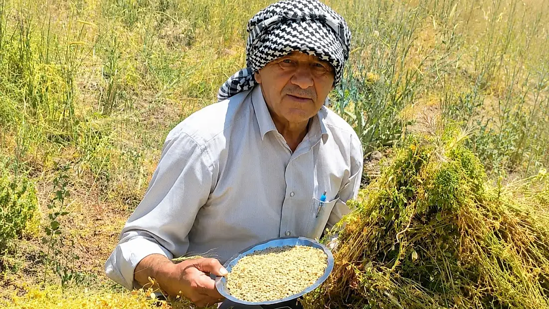 Kayseri'de kumlu toprakta çalışıldı! Susuz arazide yetişti