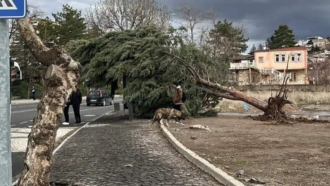 Kayseri'de kuvvetli fırtına ağaçları kökünden söktü