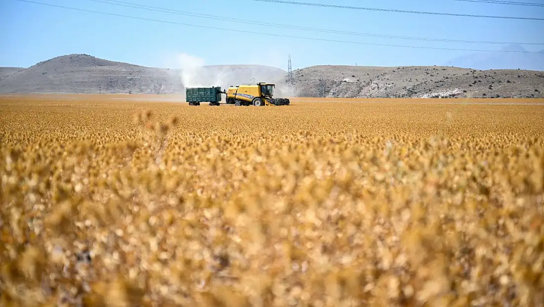 Kayseri’de ‘sarı altın’ hasadı başladı! Türkiye’nin açık ara zirvesinde