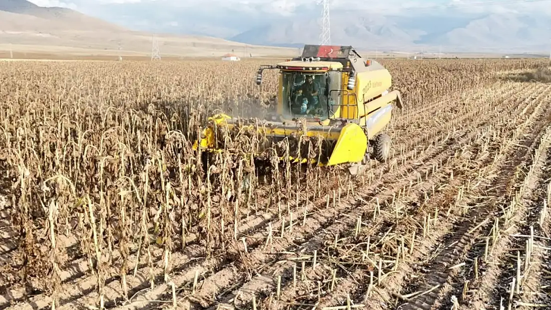 Kayseri'de 'sarı altın' hasadı başladı