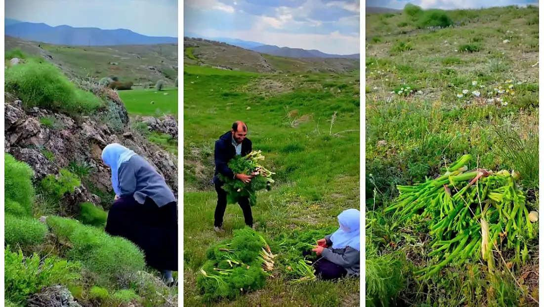 Kayseri’de şifa dağıtan ot! Doğada kendiliğinden yetişiyor, çok az kişi biliyor