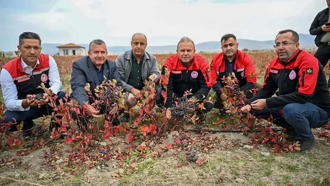 Kayseri'de şimdi de o meyve yetiştiriliyor! Hasadı başladı