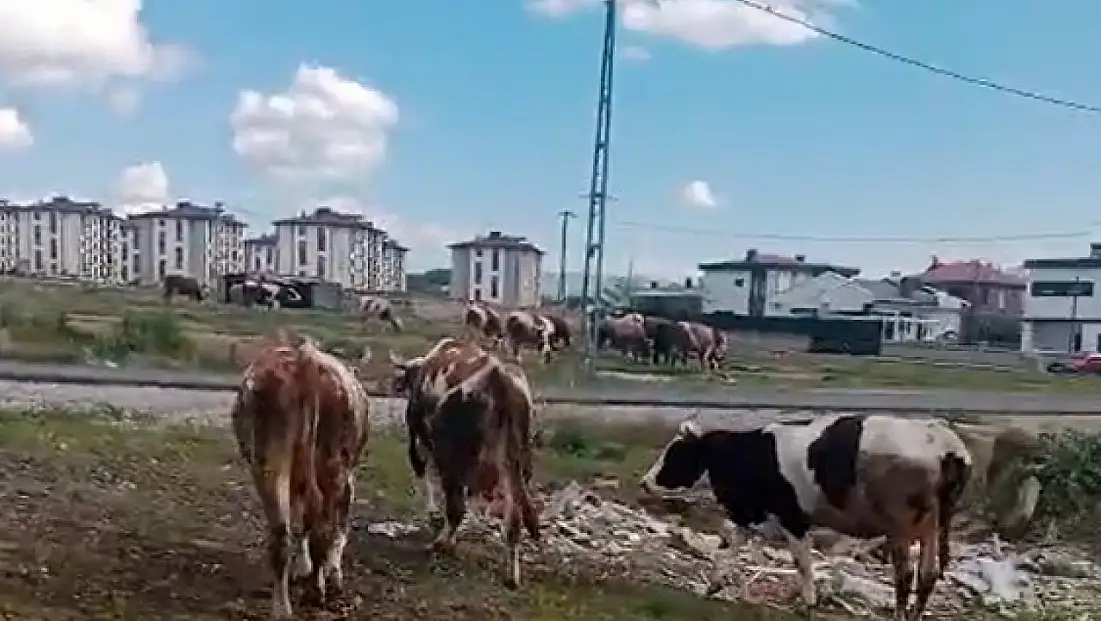 Kayseri’de vatandaştan ‘inek’ tepkisi!