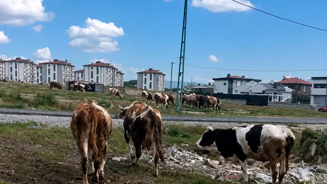 Kayseri’de vatandaştan ‘inek’ tepkisi!