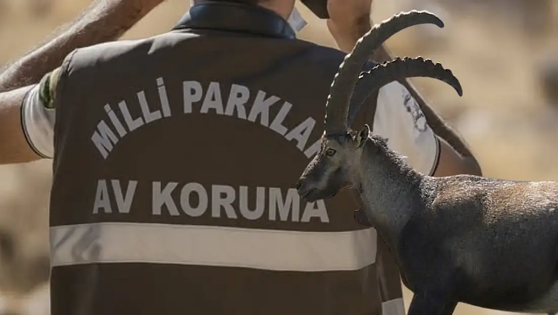 Kayseri’de yaban keçisi avlayan şahsa rekor ceza!