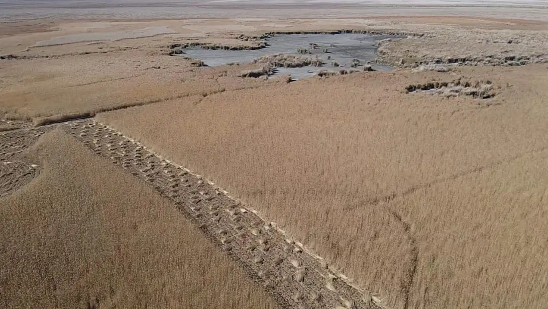 Kayseri'de yetişiyor... Almanya'dan İngiltere'ye lüks otellerde bakın ne için kullanılıyor