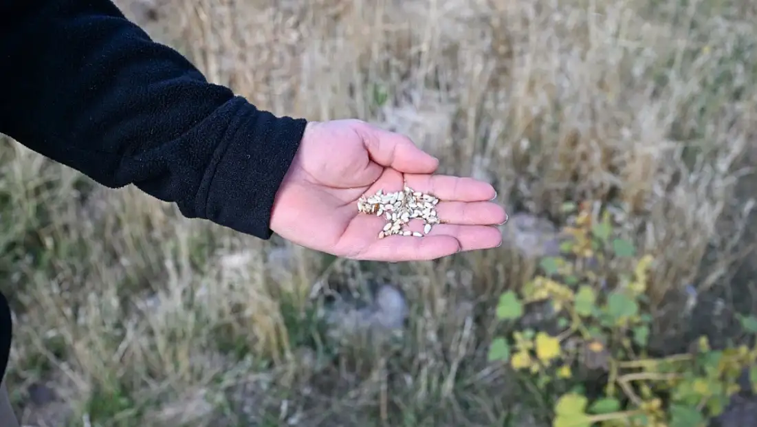 Kayseri’de yetişiyor: Yağından çiçeğine farklı alanlarda kullanılıyor