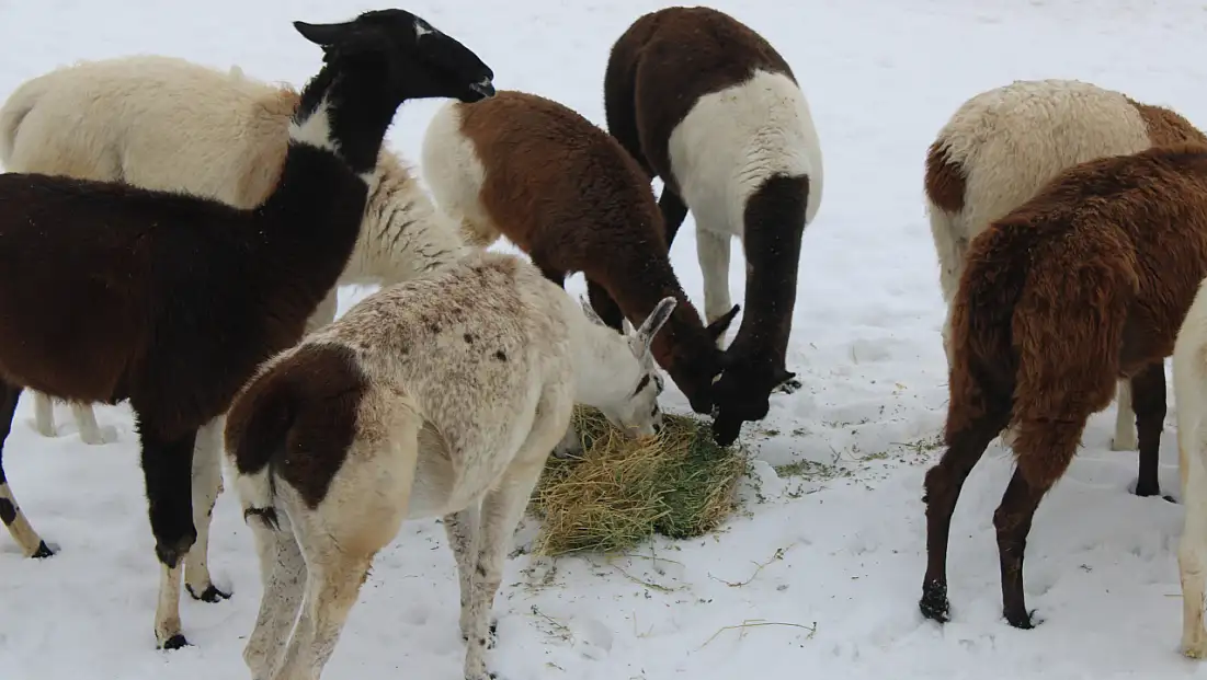 Kayseri'deki o hayvanlar özel sistem ile ısıtılıyor!