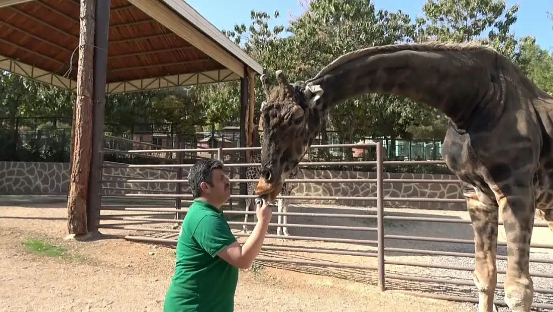 Kayseri’den Gaziantep’e zürafa desteğinin ardından bakın ne oldu?