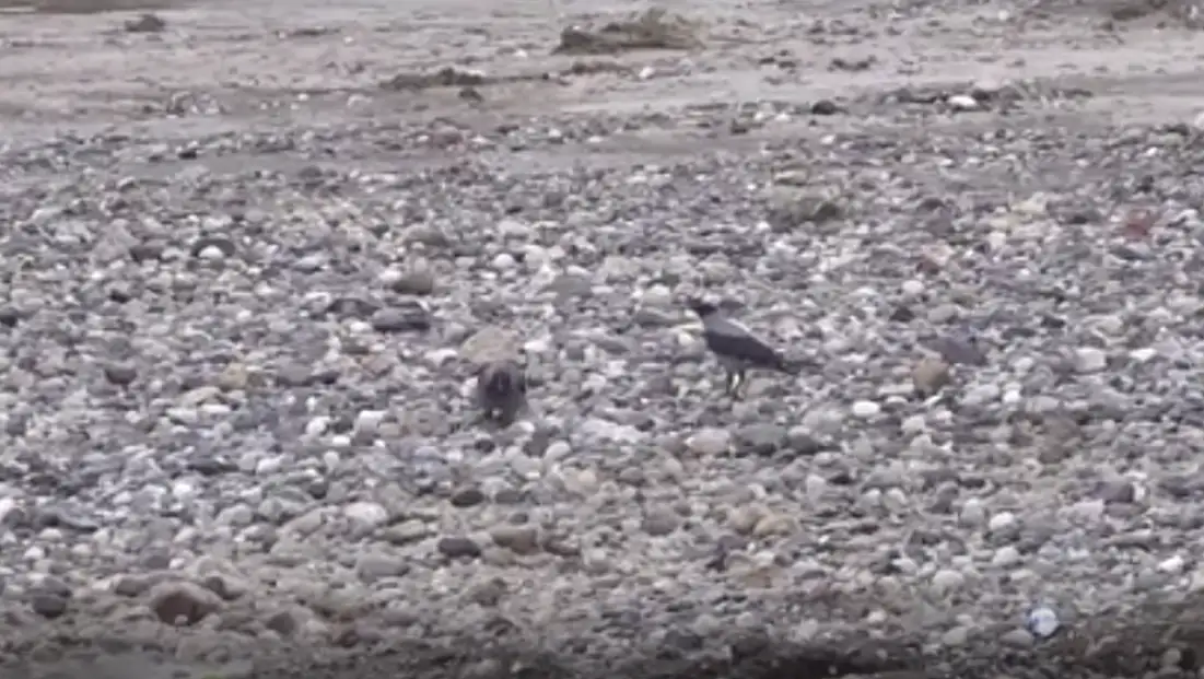 Kayseri’nin de aralarında olduğu 6 ilde sayım yapıldı! 74 tür tespit edildi