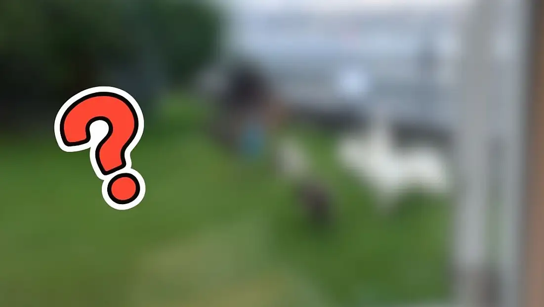 Kayserili ünlü iş insanı boğazındaki yalısında bakın ne besliyor?