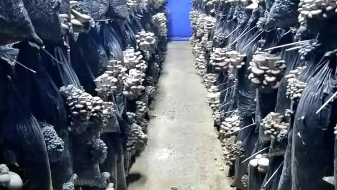 Kırmızı ete rakip! Develi'de üretiliyor