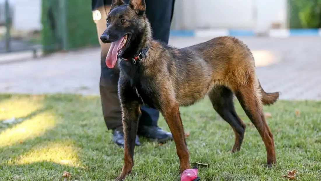 Köpekle tehdit eden yandı