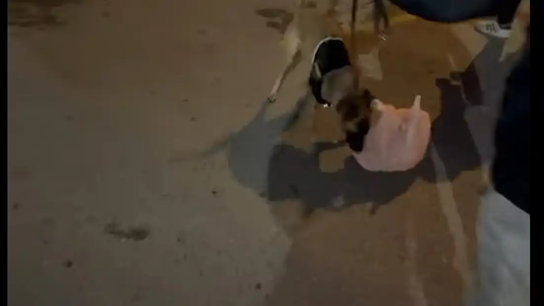 Narkotik köpeği ETA’nın 432 uyuşturucu hap ile yakaladığı şahıs tahliye oldu