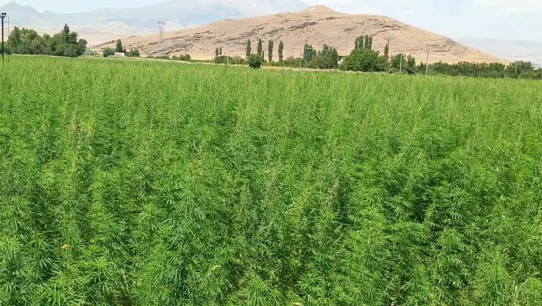 Susuz arazide bile başardı! Üretimi 1 dekardan 40 dekara ulaştı
