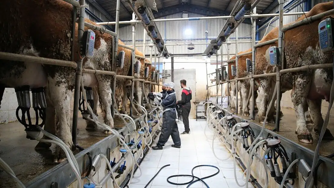 Süt üreticisine ekstra prim desteği verilecek!