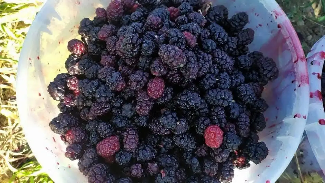 Tadı eşsiz, hasadı zor! Develi’nin ekşi karadutu yeniden gündemde