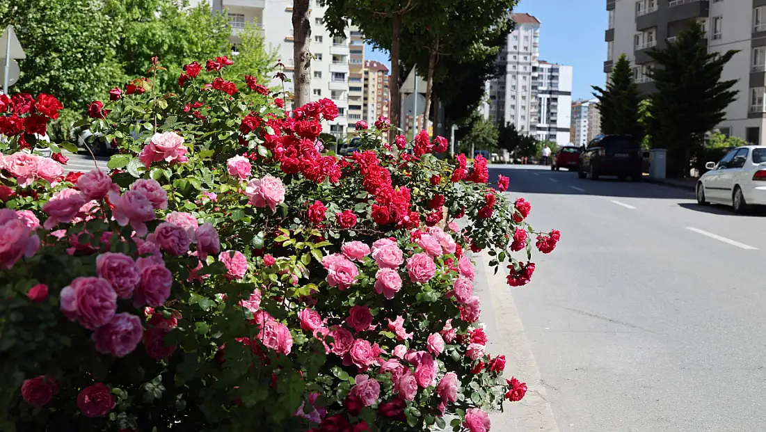 Talas'ta dikkat çeken yol! Çiçek açtı