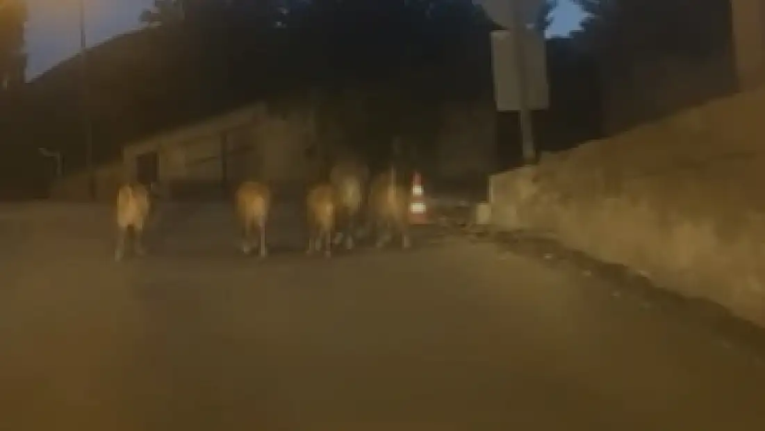 Talas’ta şaşırtan görüntü! Sürü şehre indi
