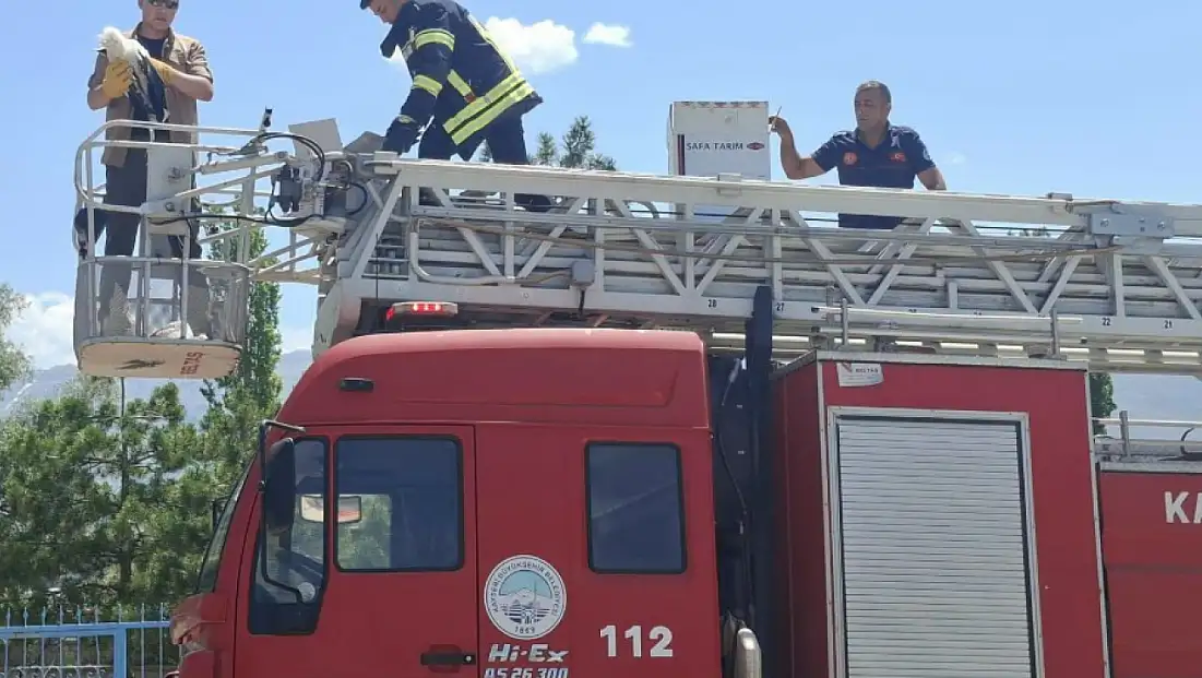Tomarza'da 3 gündür aç ve susuz kalan yavrular kurtarıldı
